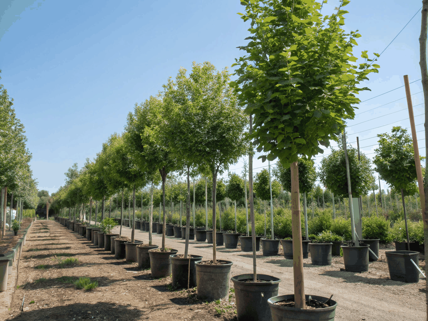 Newly planted native trees in campus garden