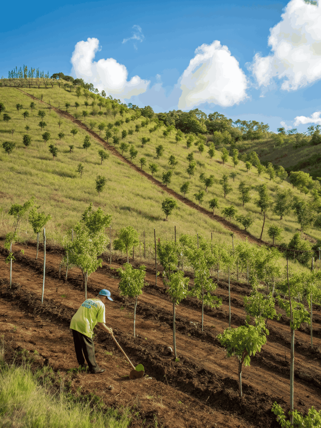 Young fruit tree planting project with soil enrichment